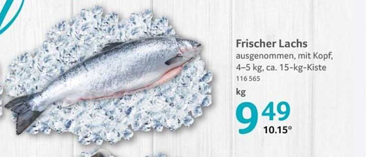 Frischer Lachs, ausgenommen, mit Kopf