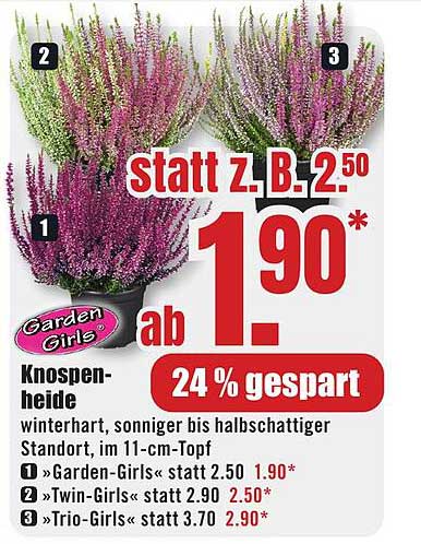 Garden Girls Knospenheide im 11-cm-Topf