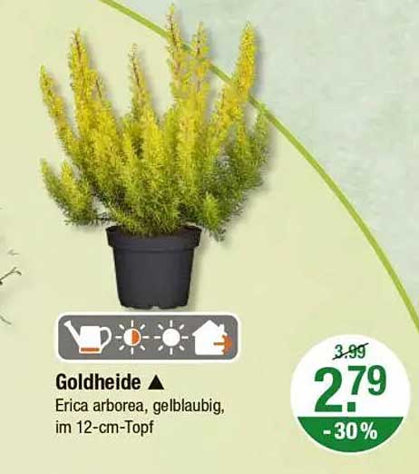 Goldheide - Erica arborea, gelblaubig, im 12-cm-Topf
