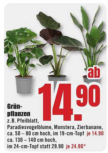 Grünpflanzen ab 14,90 €
