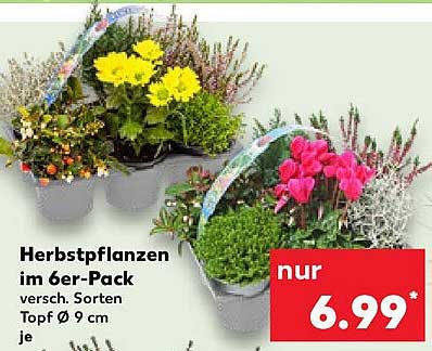 Herbstpflanzen im 6er-Pack - verschiedene Sorten, Topf Ø 9 cm je