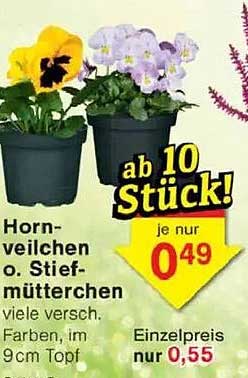 Hornveilchen oder Stiefmütterchen – viele Farben im 9 cm Topf