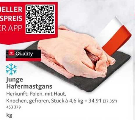 Junge Hafermastgans