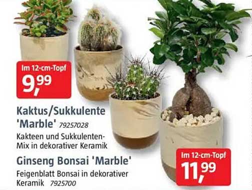 Kaktus/Sukkulente 'Marble' und Ginseng Bonsai 'Marble' im 12-cm-Topf