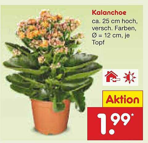 Kalanchoe - die farbenfrohe Zimmerpflanze