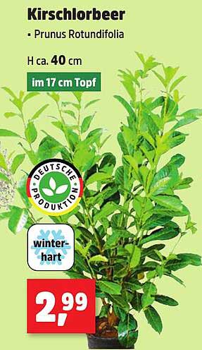 Kirschlorbeer - Prunus Rotundifolia im 17 cm Topf
