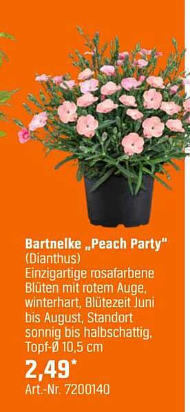 Bartnelke „Peach Party" (Dianthus)