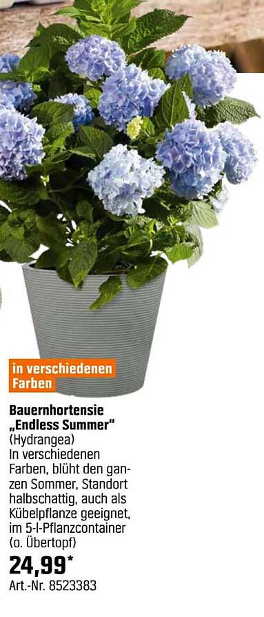 Bauernhortensie „Endless Summer“ (Hydrangea)