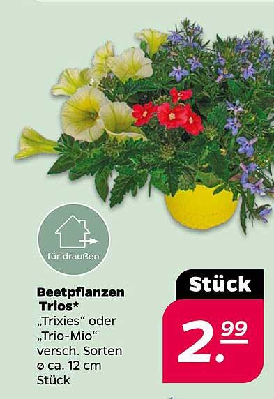 Beetpflanzen Trios* "Trixies" oder "Trio-Mio"