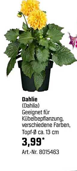 Dahlie (Dahlia) - Geeignet für Kübelpflanzung, verschiedene Farben, Topf-Ø ca. 13 cm