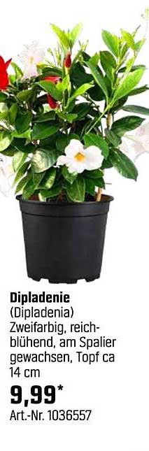 Dipladenie (Dipladenia) - Zweifarbig, reichblühend, am Spalier gewachsen, Topf ca. 14 cm