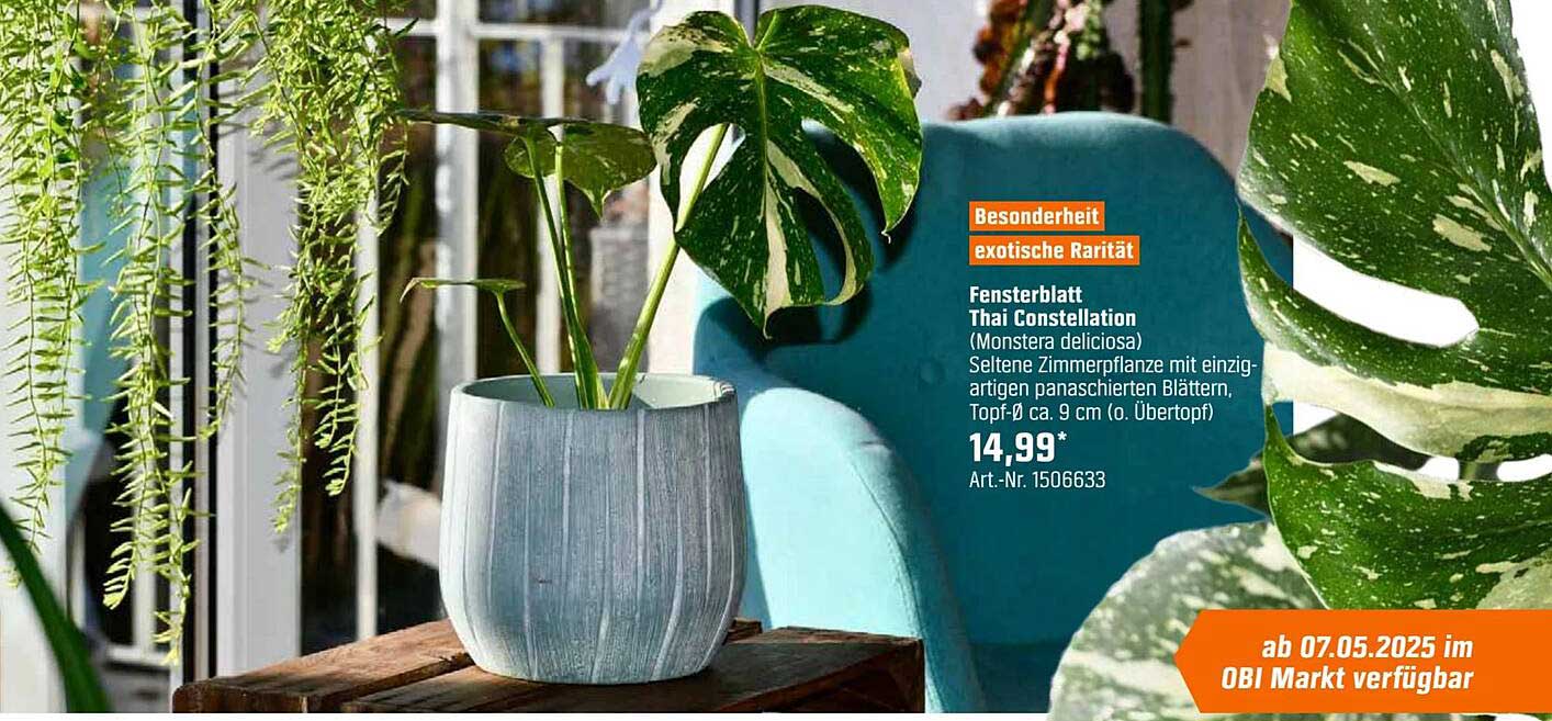 Fensterblatt Thai Constellation (Monstera deliciosa)
