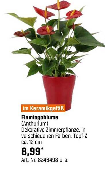 Flamingoblume (Anthurium) im Keramikefäß – Dekorative Zimmerpflanze