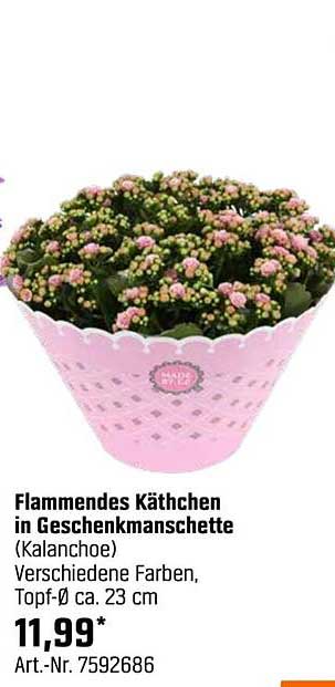 Flammendes Käthchen in Geschenkmanschette (Kalanchoe), Topf-Ø ca. 23 cm