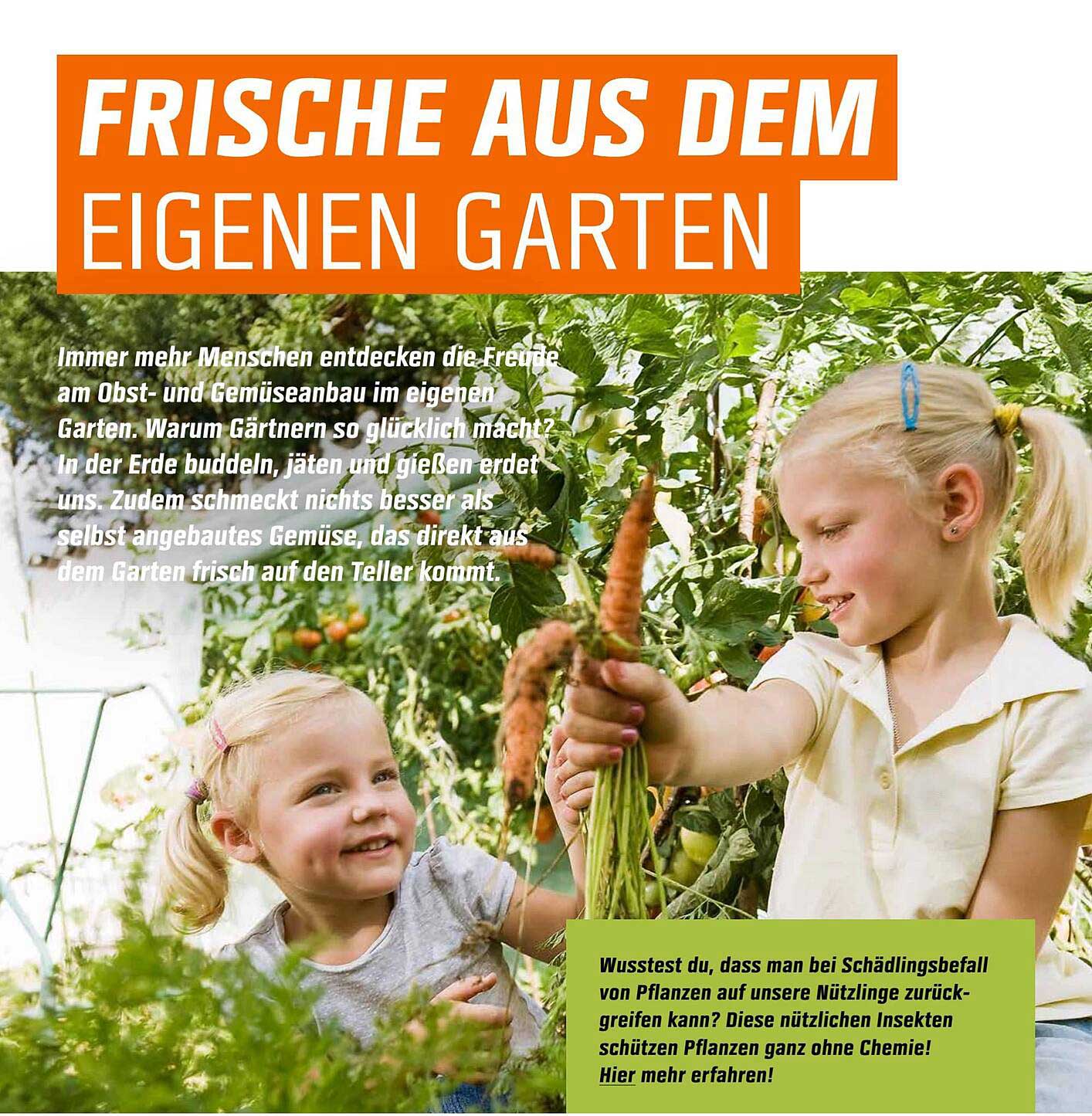 FRISCHE AUS DEM EIGENEN GARTEN