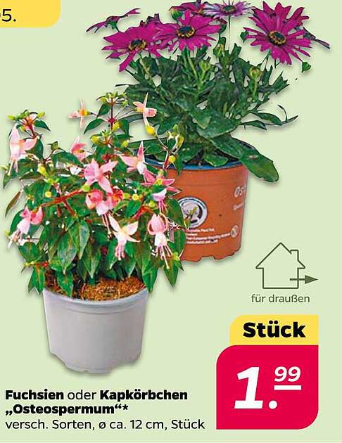 Fuchsien oder Kapkörbchen „Osteospermum“ - verschiedene Sorten, Ø ca. 12 cm, Stück