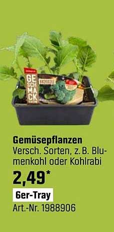 Gemüsepflanzen Versch. Sorten, z.B. Blumenkohl oder Kohlrabi