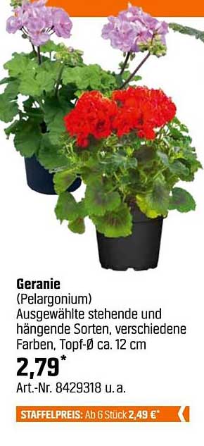 Geranie (Pelargonium) - Ausgewählte stehende und hängende Sorten, verschiedene Farben, Topf-Ø ca. 12 cm