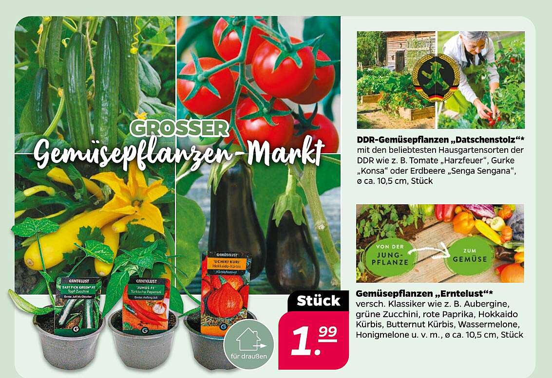 GROSSE GEMÜSEPLANZEN - MARKT
