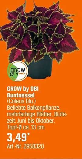 GROW by OBI Buntnessel (Coleus bl.)
