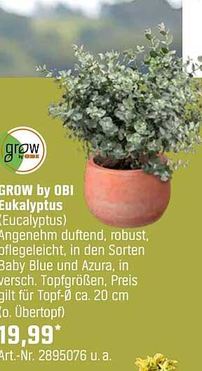 GROW by OBI Eukalyptus