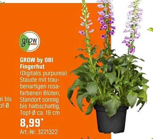 GROW by OBI Fingerhut (Digitalis purpurea) - Staude mit traumhaften rosa-braunen Blüten