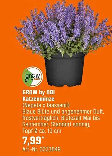 GROW by OBI Katzenminze (Nepeta x faassenii)