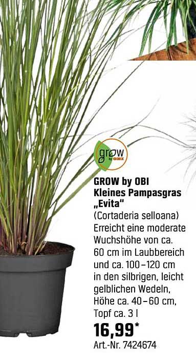 GROW by OBI Kleines Pampasgras „Evita“