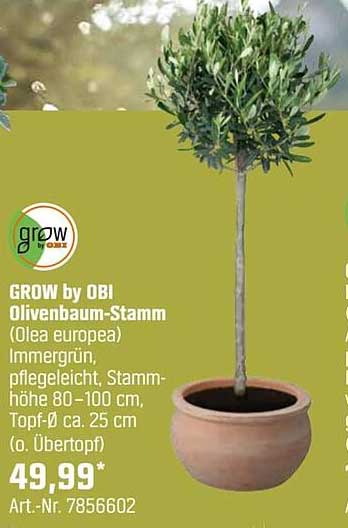 GROW by OBI Olivenbaum-Stamm (Olea europea)