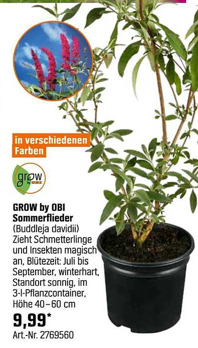 GROW by OBI Sommerflieder (Buddleja davidii) - Zieht Schmetterlinge und Insekten magisch an!