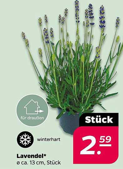 Lavendel* Ø ca. 13 cm, Stück
