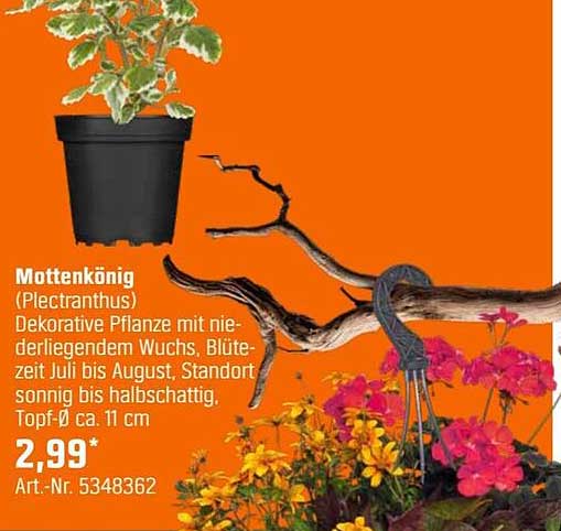 Mottenkönig (Plectranthus) - Dekorative Pflanze