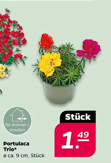 Portulaca Trio* Ø ca. 9 cm, Stück
