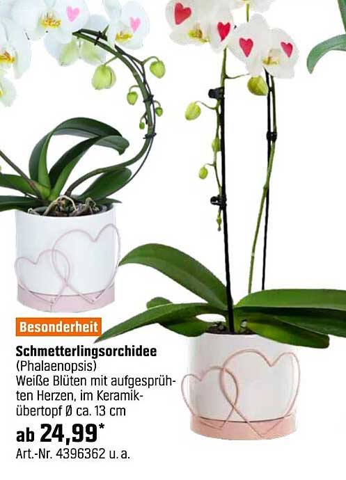 Schmetterlingsorchidee (Phalaenopsis) mit bezaubernden Blüten