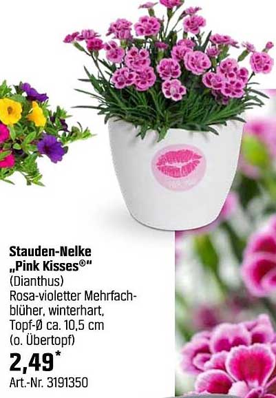 Stauden-Nelke „Pink Kisses®“ (Dianthus)