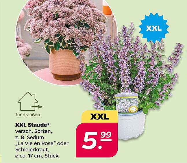XXL Staude – Für jeden Garten ein Blickfang