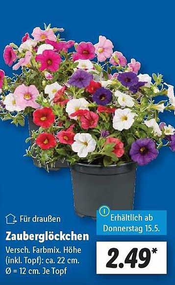 Zauberglöckchen - Verschiedene Farbvariationen