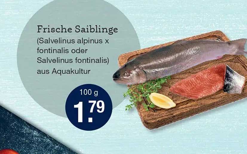 Frische Saiblinge (Salvelinus alpinius x fontinalis oder Salvelinus fontinalis) aus Aquakultur