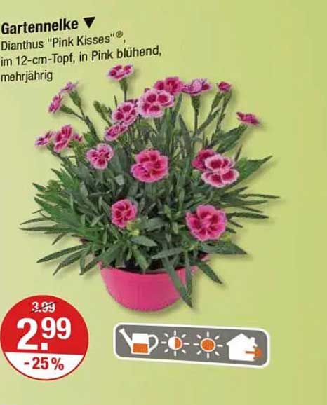 Gartennelke "Pink Kisses"® im 12-cm-Topf