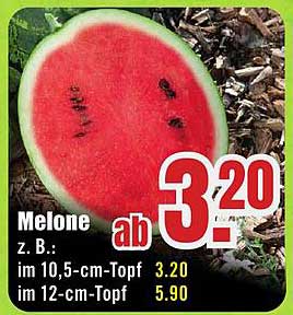 Melone im 10,5-cm-Topf ab 3,20 €