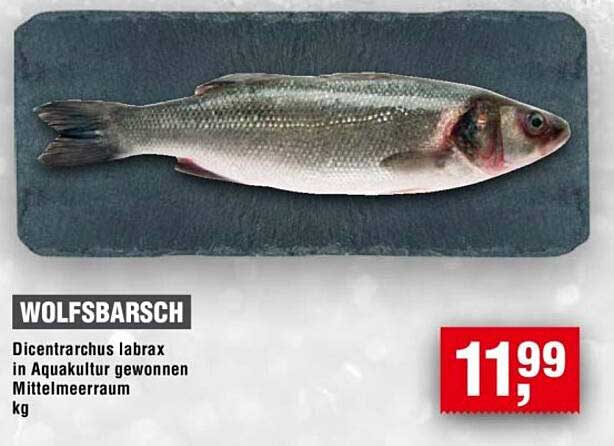 Wolfsbarsch - Dicentrarchus labrax in Aquakultur gewonnen
