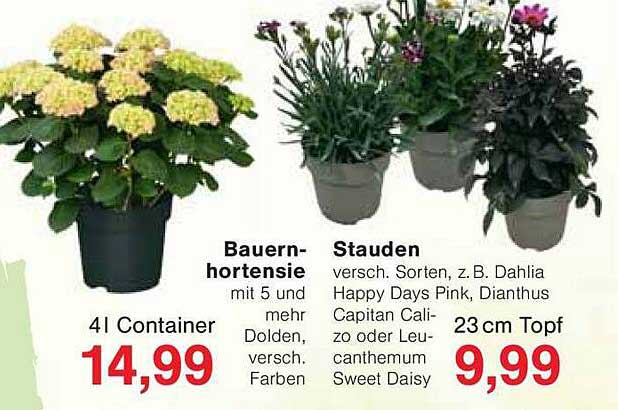 Bauernhortensie 4 l Container für 14,99 €