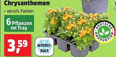 Chrysanthemen - 6 Pflanzen im Tray, verschiedene Farben