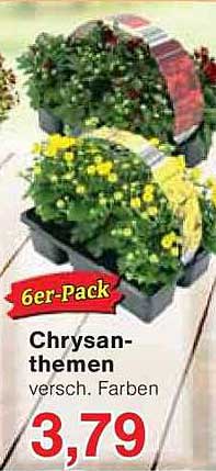 Chrysanthemen 6er-Pack – verschiedene Farben