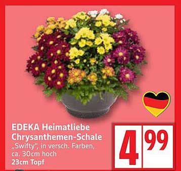EDEKA Heimatliebe Chrysanthemen-Schale „Swifty“ in verschiedenen Farben, ca. 30cm hoch, 23cm Topf