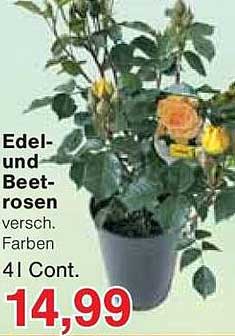 Edel- und Beetrosen in verschiedenen Farben, 4l Cont.
