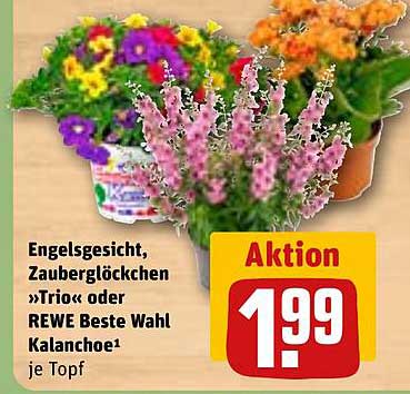 Engelgesicht, Zauberglöckchen »Trio« oder REWE Beste Wahl Kalanchoe¹ je Topf
