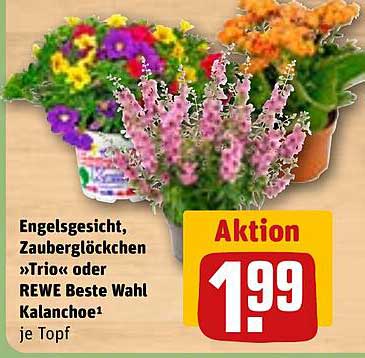 Engelsgesicht, Zauberglöckchen »Trio« oder REWE Beste Wahl Kalanchöe