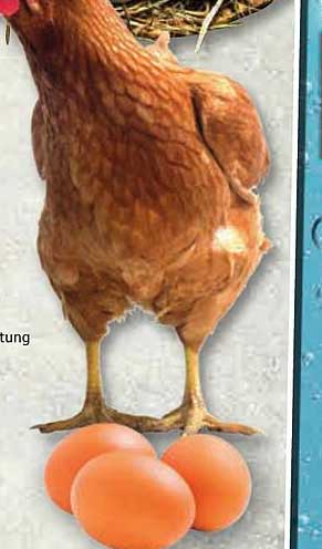 Frische Bio-Eier von Freilandhühnern