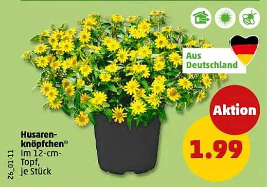 Husarenknöpfchen im 12-cm-Topf, je Stück